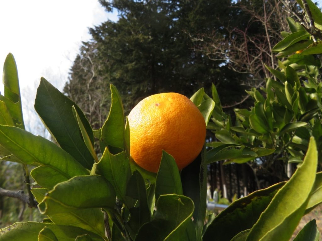 庭に蜜柑