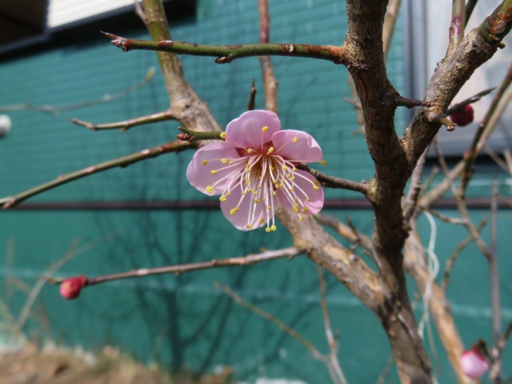 庭に梅