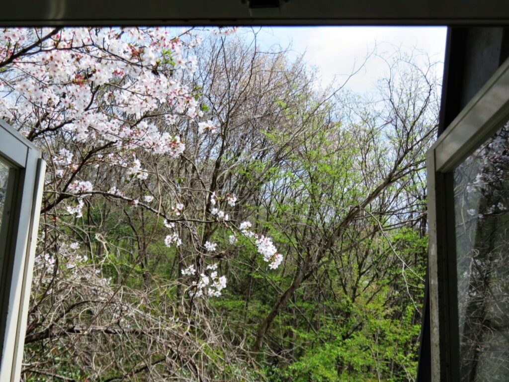 両開きの窓から 桜