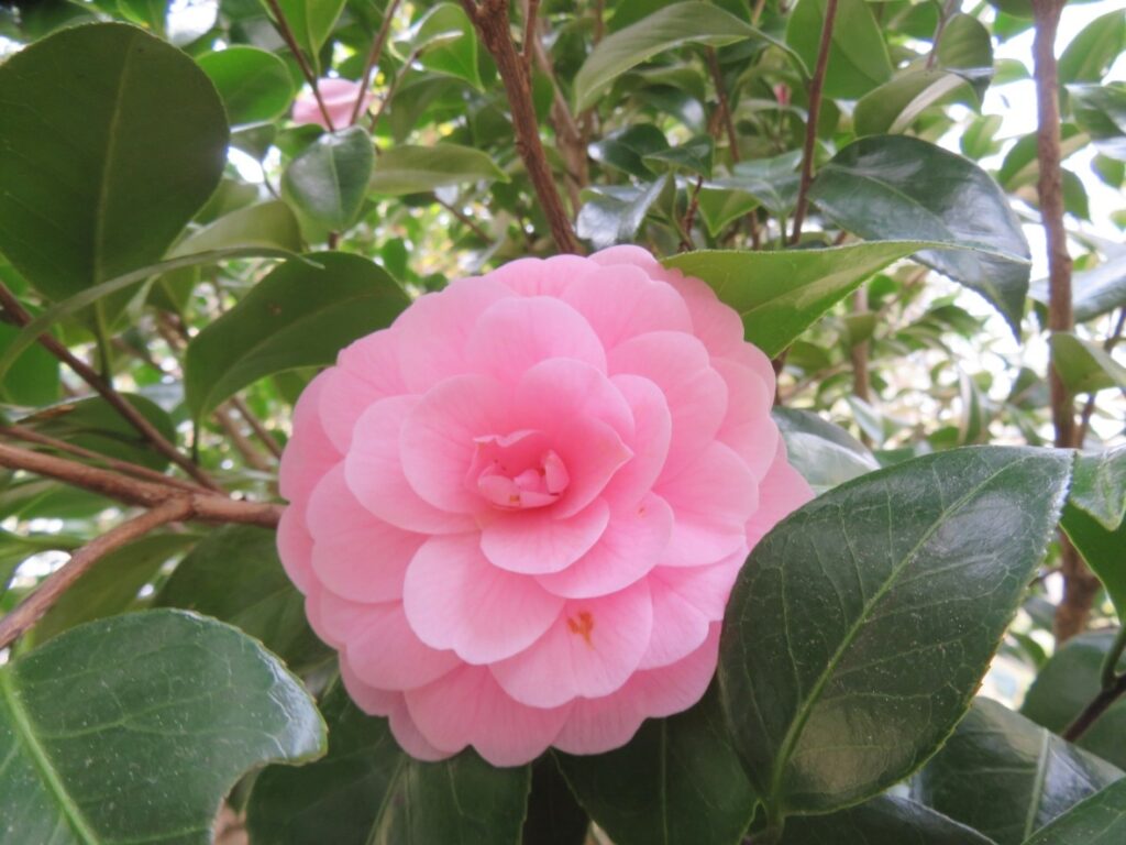 玄関の前に綺麗な乙女椿が