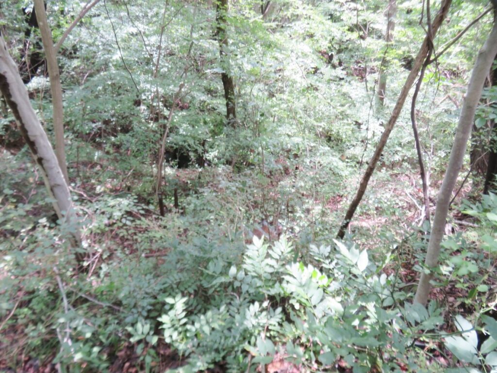 傾斜地ですが敷地です。