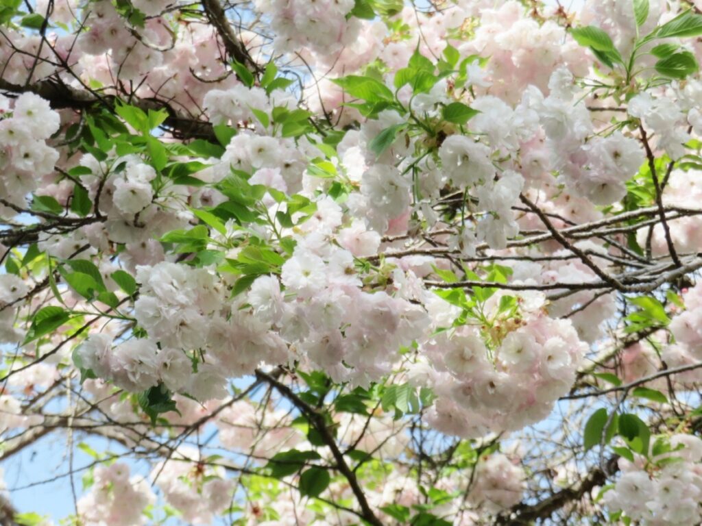 春、近くの道で
