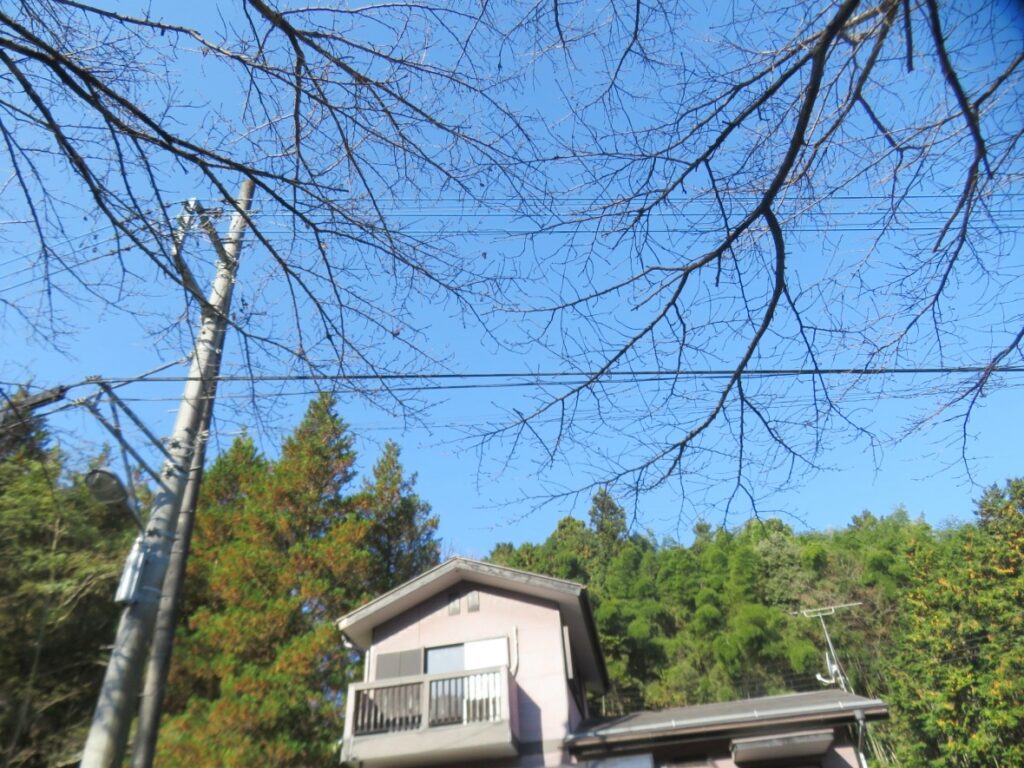 春の桜が楽しみです