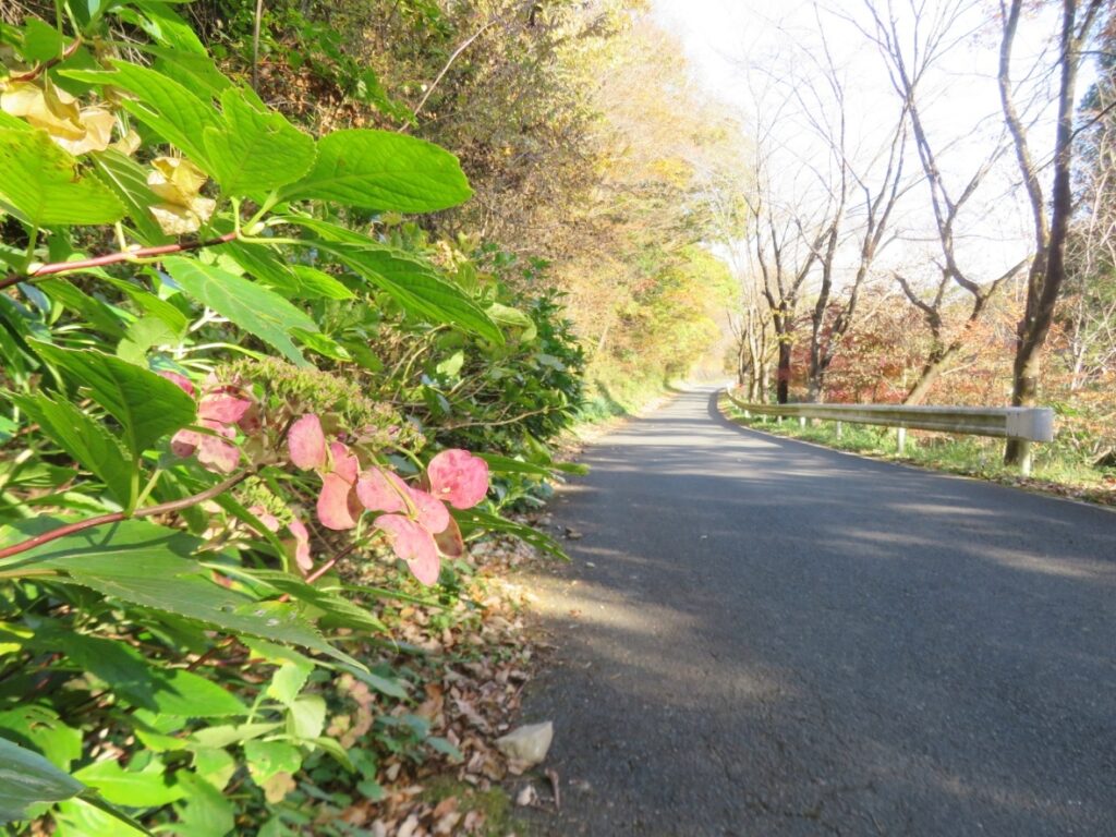 この道を進みます