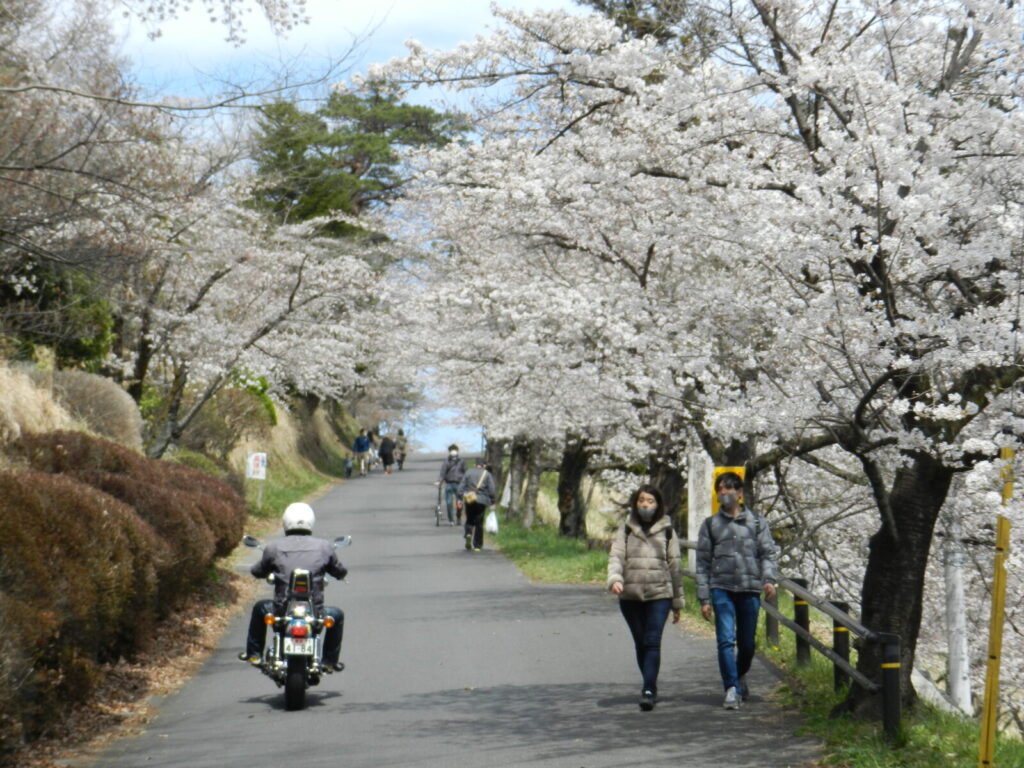 満開の桜の羊山公園