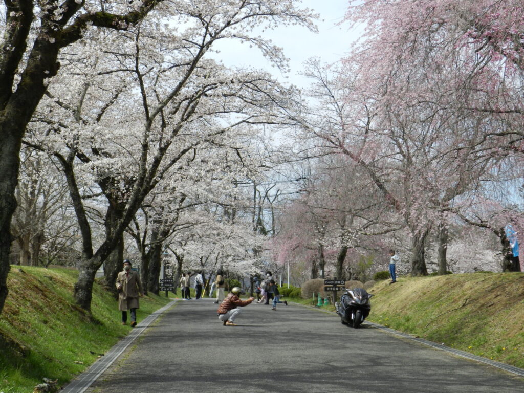 満開の桜の羊山公園