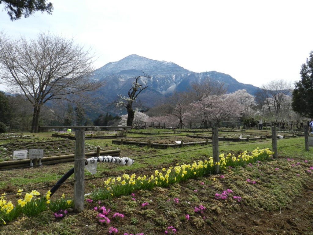 秩父のシンボル武甲山