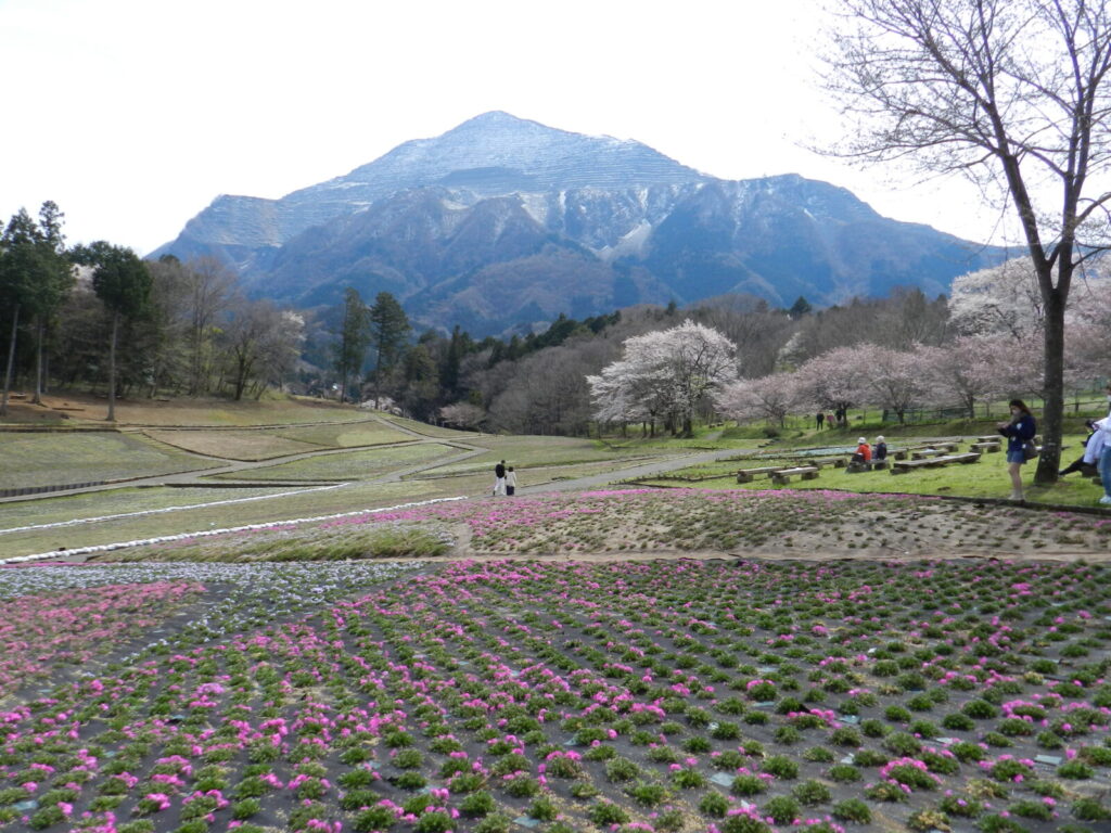 咲き始めの芝桜