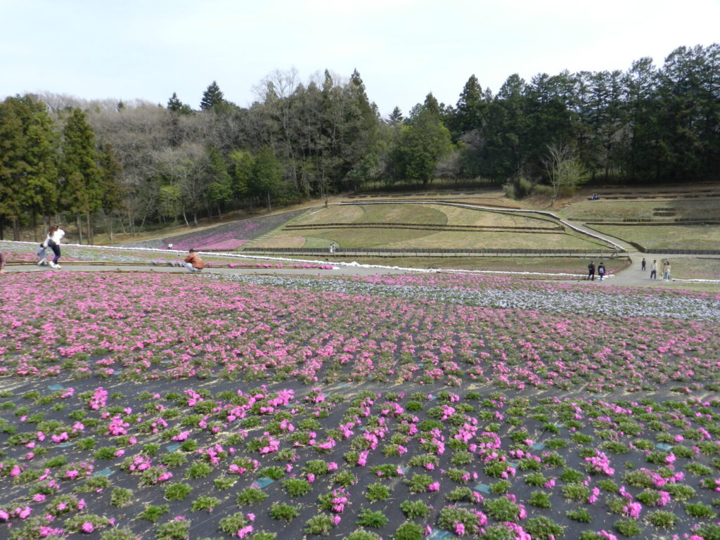 咲き始めの芝桜