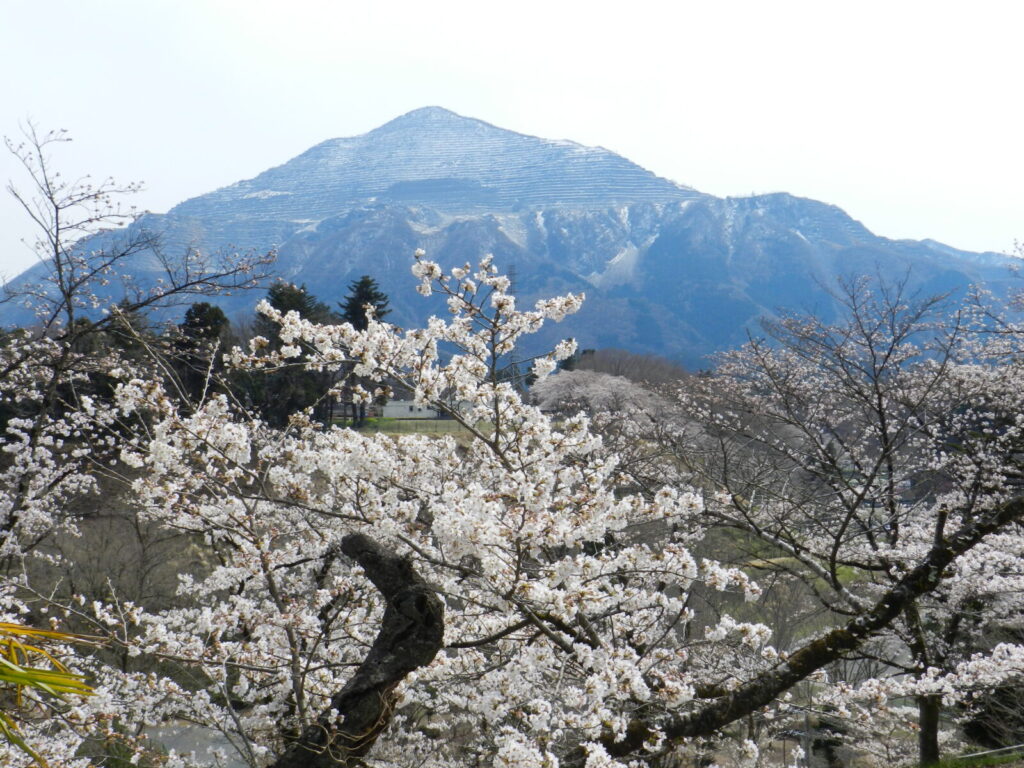 桜と武甲山