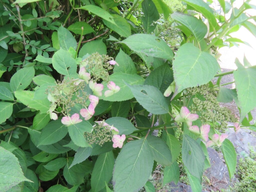 紫陽花、どんな色を