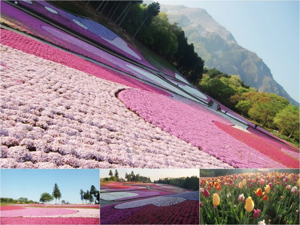 羊山公園の芝桜の丘