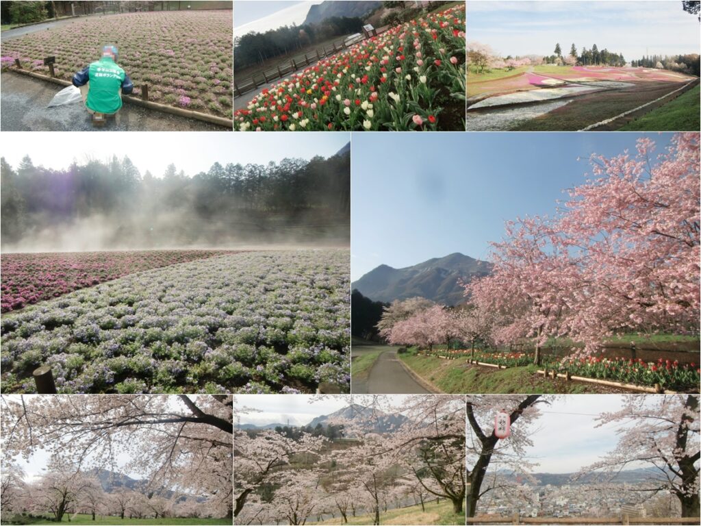 秩父の羊山公園の春