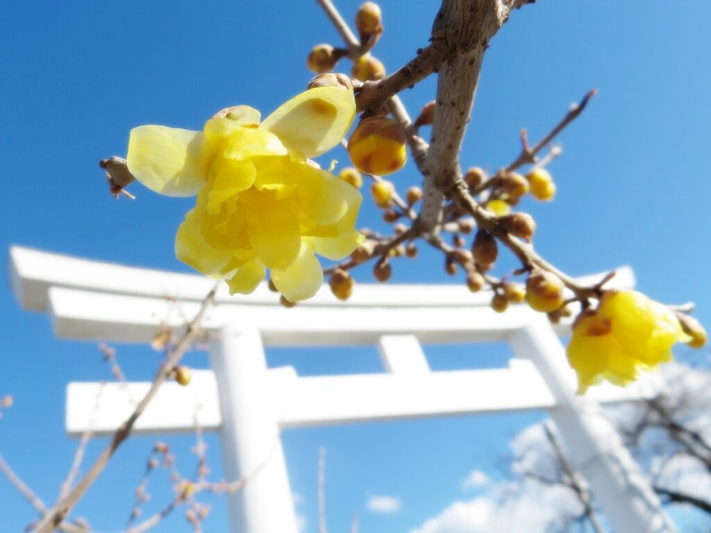 長瀞と言えば、蝋梅! 冬の思い出