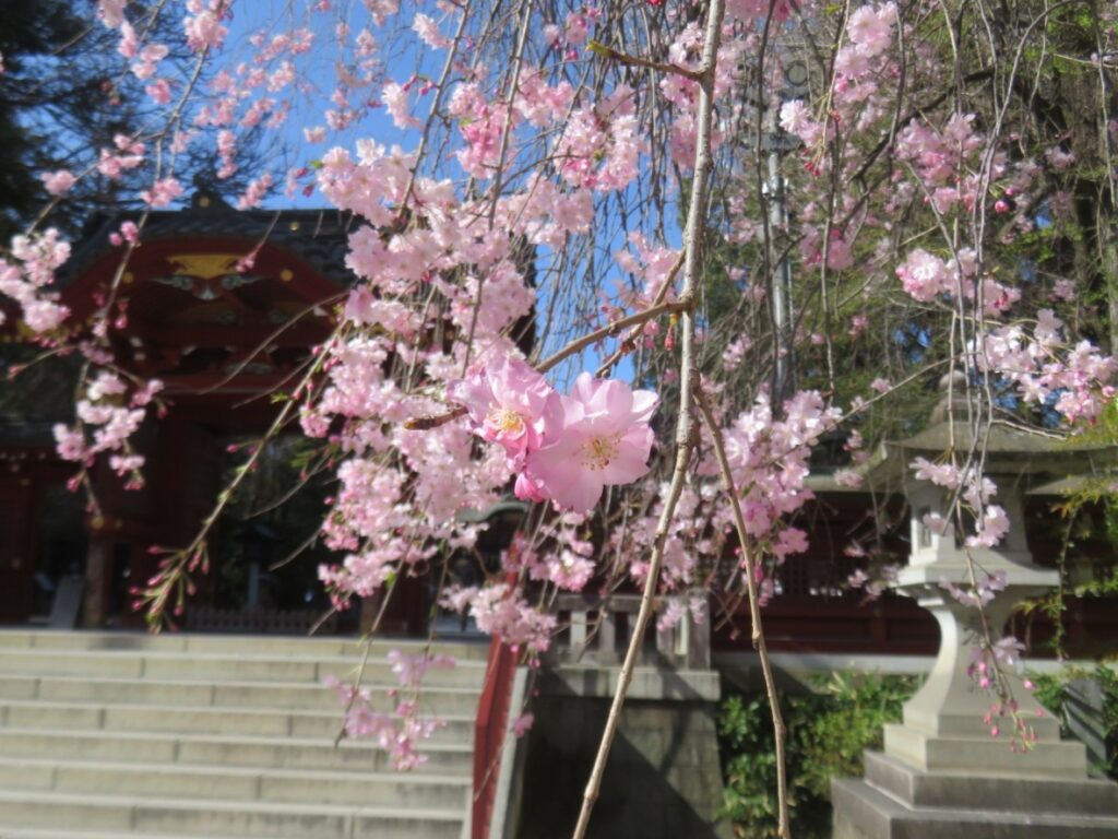 秩父神社さんの桜も綺麗です