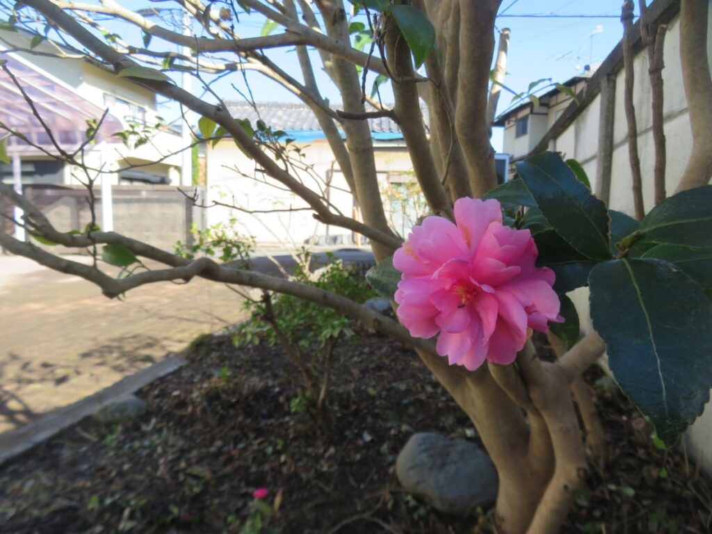 なので植木も
