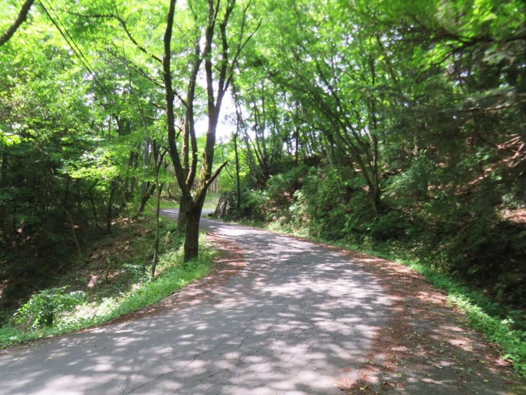 木漏れ日の道で向かいます
