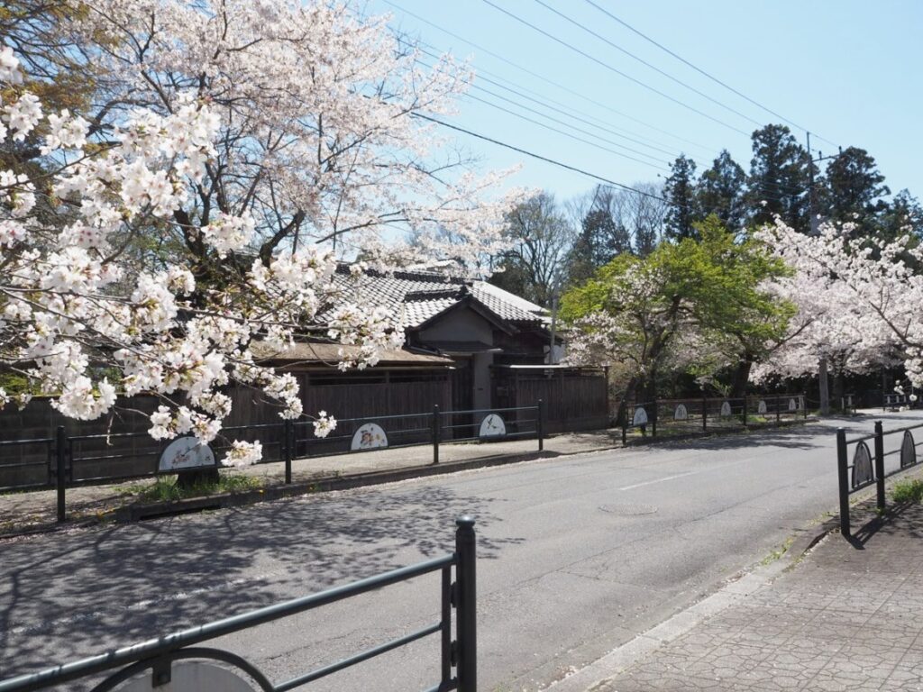 春、桜に