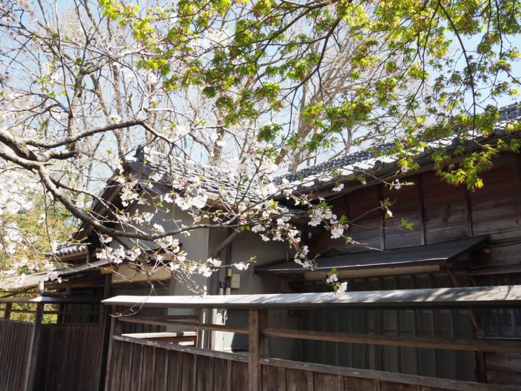 さくらの花ともみじの若葉と板塀と