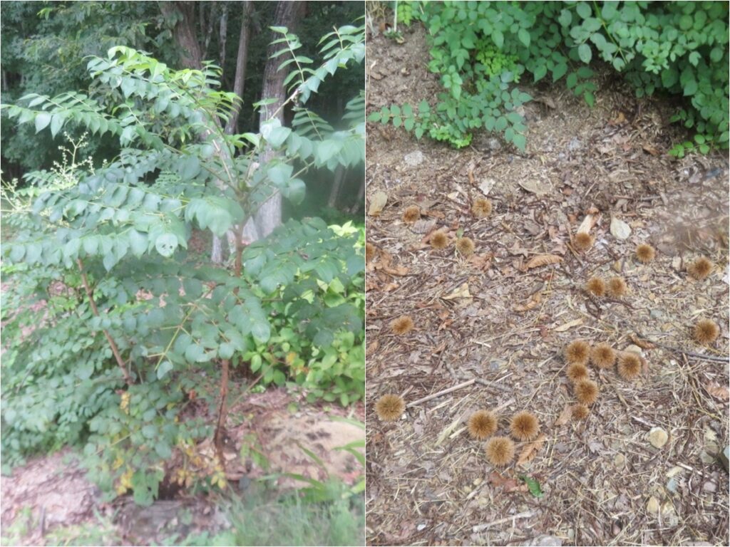 タラノ木やクリの木が、他の人の土地ですが